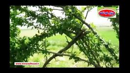 افزایش باردهی درخت آلو بخارا  استان لرستان