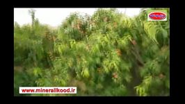 افزایش باردهی درخت هلو فرانسوی  شهرستان پلدختر