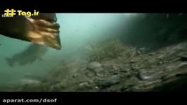 شکار موش زنده توسط ماهی قزل‌آلای رودخانه‌ای  فیلم