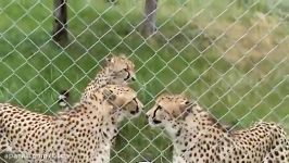 Cheetahs Meowing like Kitty Cats at Orana Wildlife Park in Christchurch New Z