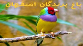 اصفهان گردی  تا حالا رفتی باغ پرندگان اصفهان ؟
