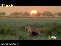 نبرد شیرها کفتارها برای تصاحب شکارگاه  فیلم