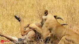 حمله نبرد شیرها در حیات وحش برای شکار