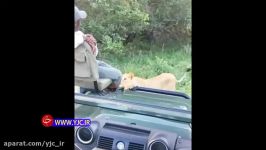 شیر‌های آفریقایی جاده را برای عبور توریست‌ها مسدود کردند