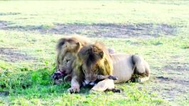 حمله عجیب شیر به بچه گورخر تازه متولد شده