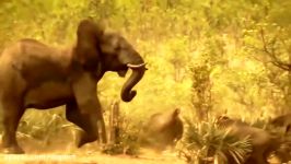حمله نبرد فیل ها بوفالوها، کشته شدن دردناک بوفالو