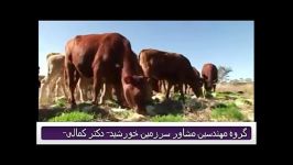 علوفه هیدروپونیک در تغذیه گاو