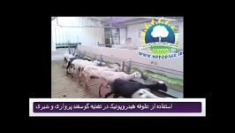 استفاده علوفه هیدروپونیک در تغذیه گوسفند