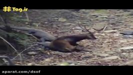 تعقیب شکار گوزن توسط اژدهای کومودو  فیلم