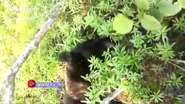 حمله مرگبار خرس به مرد میانسال در جنگل  خرس مقابل انسان