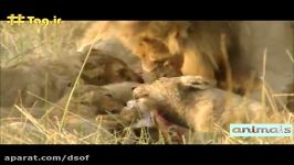 نبرد شیرها بر سر شکار  وقتی شیرها به جان هم می افتند