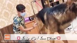 گرومینگ سگاصلاح شستشو سگ نژاد بزرگ در بیمارستان دامپزشکی درین