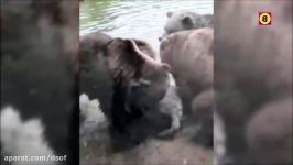 کشتن گرگ توسط خرس ها  خرس مقابل گرگ