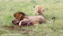 شکار حیوانات توسط شیرها در حیات وحش