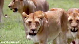 بهترین های حیات وحش  تصاویر تماشایی نبرد شیرهای نر شیرهای ماده