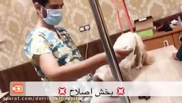 اصلاح فانتری سگ در سالن گرومینگ بیمارستان دامپزشکی درین