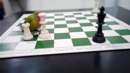 Can a Bird Solve Checkmate in one