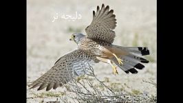 کلیپ دلیجه معمولی Common Kestrel نام گیلکی واشک