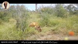 شکار گاومیش آفریقایی توسط شیرها