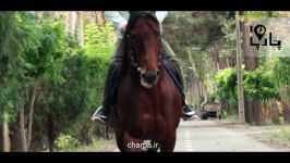 بهترین اسب های ایران اسب سیلمی تروبرد