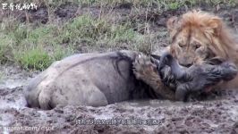 قدرت نمایی شیرها در حیات وحش  شکارچیان حیات وحش