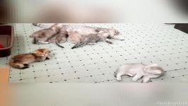 بچه گربه های بریتیش سیلور بریتیش گولد چین چیلایی ۰۹۱۲۲۰۸۴۱۰۴