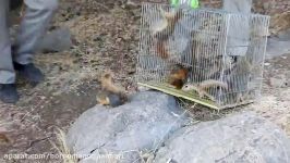 رهاسازی سنجاب ایرانی در زیستگاه های طبیعی استان کرمانشاه