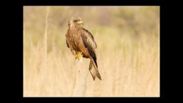 کلیپ پرندگان گیلان کورکور سیاه Black Kite