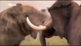 نبرد مرگبار فیل در برابر فیل