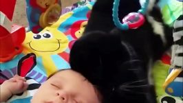 Cat Kitten Licking Baby  Cat hair styling for baby Compilation