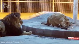 ویدئویی جالب تولد دو توله شیر در باغ وحش تبریز