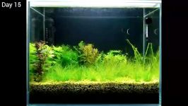 Population Explosion NO filter NO CO2 NO Ferts 5 Gallon Nano Tank