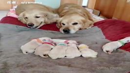 Golden Retriever Parents Watching Over Their Newborn Puppies