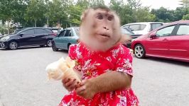 بستنی خوردن میمون