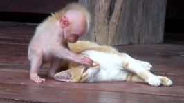 اذیت کردن گربه توسط میمون  بیچاره گربه
