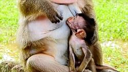 شیر خوردن بچه میمون مادرش