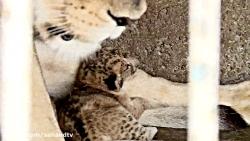 گزارش صدا سیما تولد دو توله شیر در باغ وحش باغلارباغی تبریز