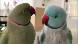 Parrots incredibly talk to one othe طوطی هایی مثل آدم هم حرف می زنند