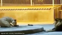 تولد دو توله شیر در باغ وحش تبریز