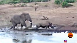 حمله فیل به کرگدن کرگدن کوچولو