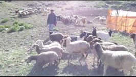دوشیدن گوسفند