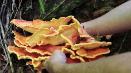 Tempura chicken mushroom recipe  Cooking in the Forest