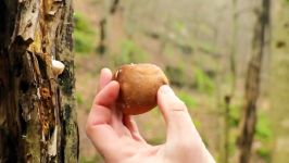 BEST OSSO BUCO  BUSHCRAFT STYLE