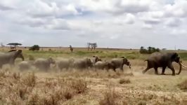 فیل بوفالو را دست شیر نجات میدهد