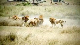 نبرد شیرهای نر برای تصاحب ماده ها
