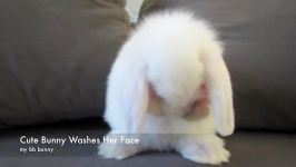 •Cute Baby Bunny Washing Her Face خرگوش کوچولو•