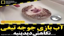 آب بازی جوجه تیغی خوشگل animal.kingdom.farsi