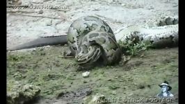 مبارزه مرگبار پیتون تمساح وبلعیده شدن کامل تمساح