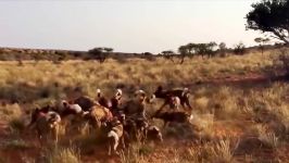 سگ وحشی آفریقایی به شکار بوفالو میرود