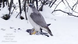 شکار دریدن زنده زنده کبوتر توسط پرنده شکاری طرلان شمالی